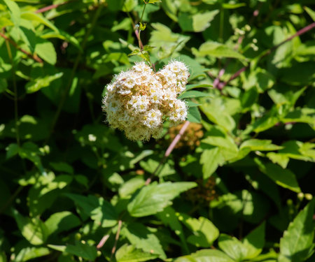 Willow-leaved spirea lat. Spiraea salicifolia. Close-up of a blooming inflorescence of spirea...