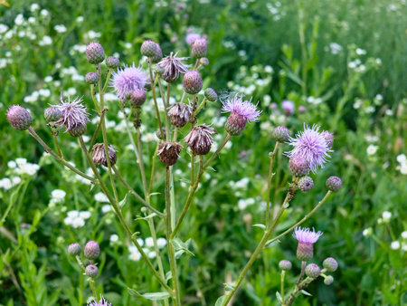Among the herbs in the wild grows and blooms field thistle Cirsium arvense.