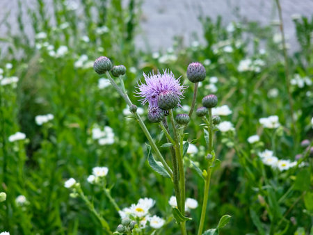 Among herbs in the wild grows and blooms the field thistle Cirsium arvense.の写真素材