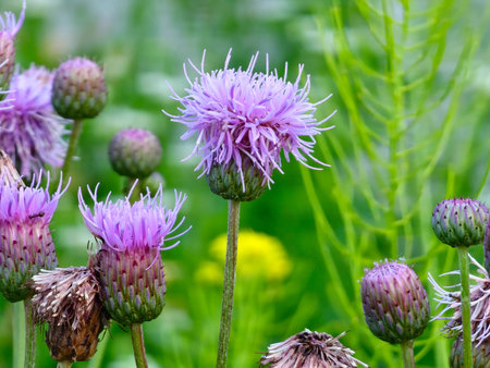 A flowering bush of pink sows Cirsium arvense in a natural environment, among wild flowers. Creeping Thistle Cirsium arvense blooming in summer. Violet flowers on meadow, focus on flower in front.
