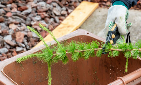 Human hands in gloves shredding pruned branches of European larch with pruning shears for disposal...