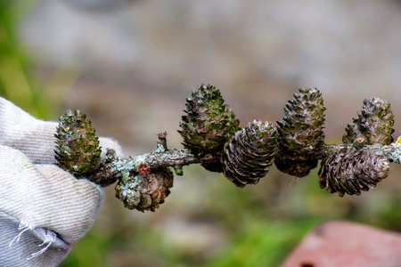 Close-up of gloved hand holding an old cut European larch branch with cones and lichen on blurred...