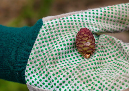 A gloved hand holds an old European larch cone