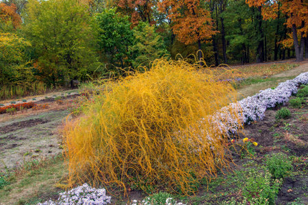The parasitic plant Cuscuta scandens, family Convolvulaceae, living on Echinophora spinosa family...