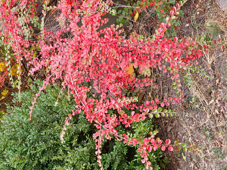 Close-up of Cotoneaster branches with autumn foliage in the shades of red and burgundy and red...