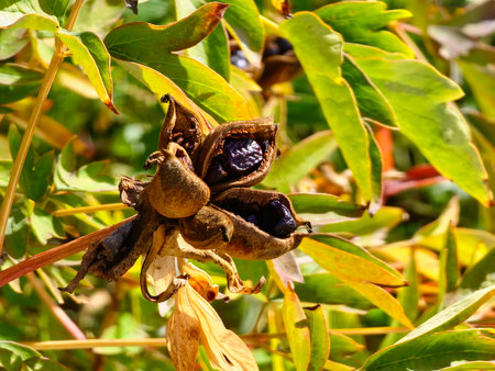 Paeonia suffruticosa seeds in stars. Peony flower tree seeds on blurred background. Peony, a symbol of a semi-shrub in Chinese culture. Seeds of the national flower of China. Gardening, floricultureの写真素材