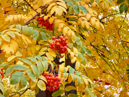 Red rowan berries in autumn. Bright red clusters of Sorbus close-up against a backdrop of yellow autumn leaves.の写真素材