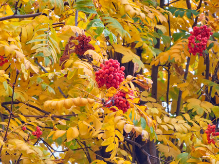 Red rowan berries in autumn. Selective focus on red ripe Sorbus berries in autumn. Close-up of bright red rowan berry clusters against a backdrop of the yellow autumn leaves.の写真素材