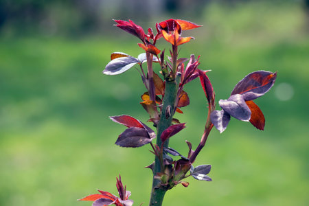 Close-up of a red and green rose bush without flowers in early spring. Blurred background.の写真素材