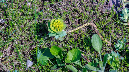 Fresh Euphorbia rosettes shine in a spring garden. Peaceful scene highlighting early bloomers and...