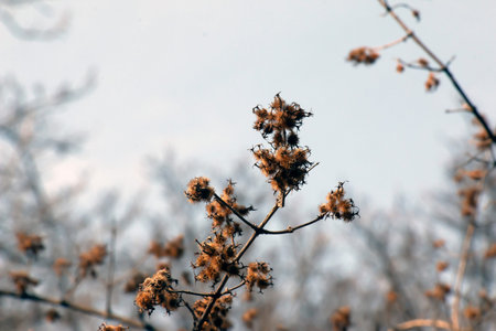 Dried flowers from last year in early spring. A species of flowering plant in the Caprifoliaceae...