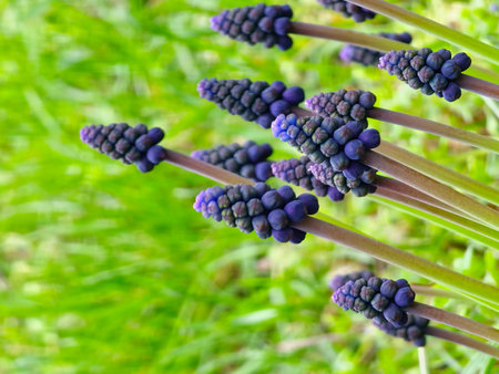 Muscari armeniacum, ornamental spring flowers, bloom in an early spring. Grape hyacinth Armeniacum, flowering blue plants in spring garden.の写真素材