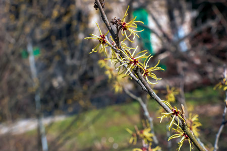 Witch Hazel, or Hamamelis virginiana, blooms close-up. Deciduous tree in Hamamelidaceae family. Yellow flowers in early spring. Spring floral background. Selective focus.の写真素材