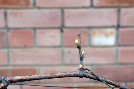 Grapevine buds with small leaves in the first days of spring in a vineyard. Close-up. Blurred background.の写真素材