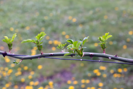 A climbing rose in garden in early spring. Buds are opening on the rose branches.の写真素材