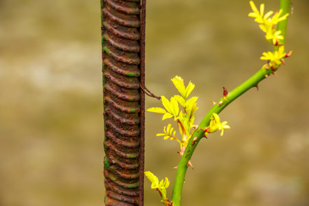 Climbing plant in the garden in early spring. Buds are opening on the plant branches.