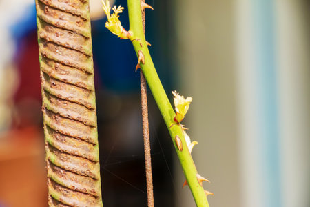 A climbing rose in garden in early spring. Buds are opening on the rose branches.の写真素材