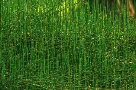 Medicinal plant Equisetum hyemale in spring.の写真素材