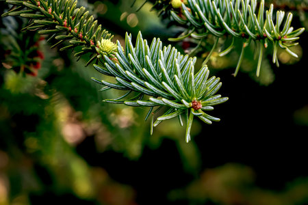 Branches of Spanish fir or Abies pinsapo. Close-up. Selective focus.