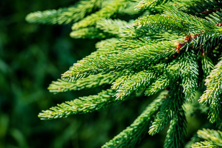 A close-up of the dense green needles of Picea glauca spruce, captured in natural sunlight....