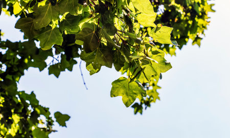 Green spring leaves and fruits of Acer campestre against a blue sky.