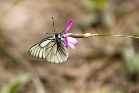 White butterfly on the pink flowerの写真素材