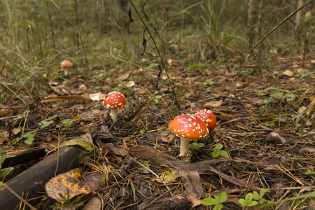 A family of Amanita mushrooms in the forestの写真素材