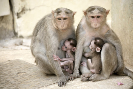 Monkey Macaca Family on the street of Indian town