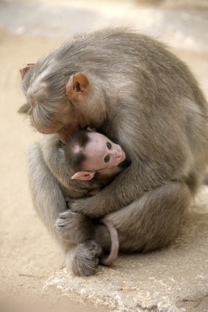 Monkey Macaca Family on the street of Indian townの写真素材