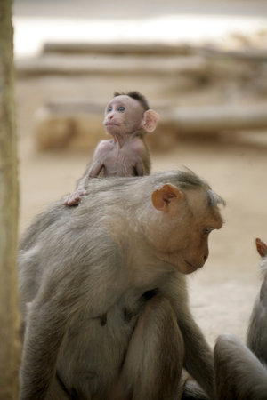 Monkey Macaca Family on the street of Indian town
