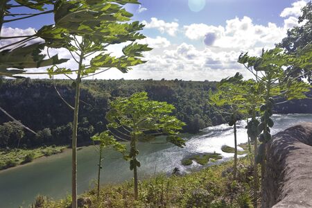 Windy papaya trees at mountain over the riverの写真素材