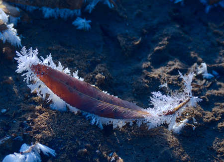 A frost on the willow leafの写真素材