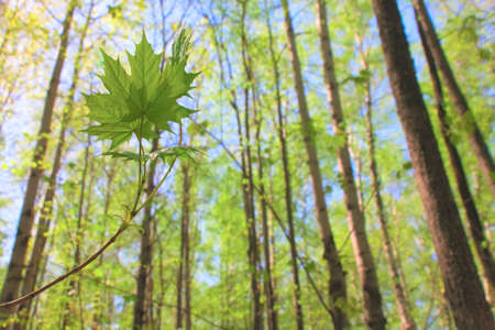 Several maple leaves and forest at backgroundの写真素材