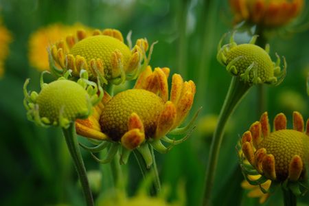 Perianthの写真素材