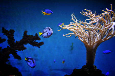 underwater world