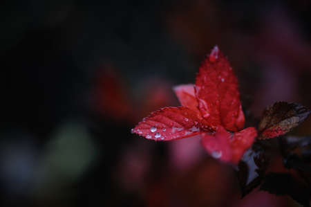 dew dropsの写真素材