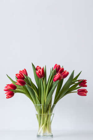 Colorful red tulips in a vase on table. With copy space at the topの写真素材