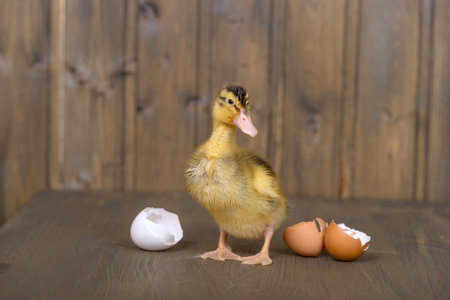 Newborn duckling and eggs shell on wooden backgroundの写真素材