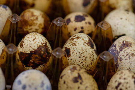 Quail eggs. Easter background. Natural food ingredientの写真素材