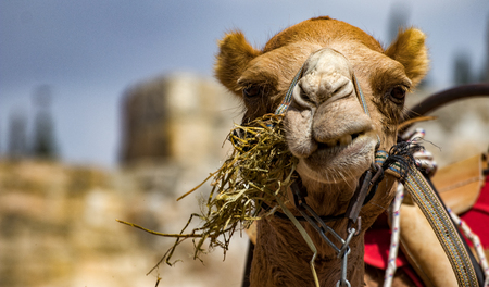 Camel head close up portrait in Jerusalem, Israelの写真素材
