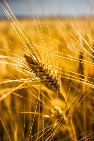 ear of wheatの写真素材