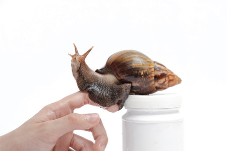 snail on a female hand looks up on a white background, domestic pet giant snail Achatinaの写真素材