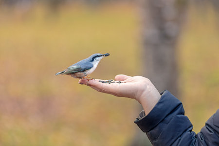 a wild bird pecks seeds from a human hand, take care of wintering birds, a nut fly sits on the palm,...