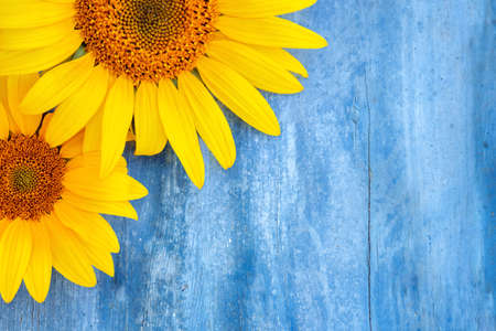bright sunflower flowers with yellow petals on a wooden background, old wood texture, blue table, layout for design, free space,の写真素材