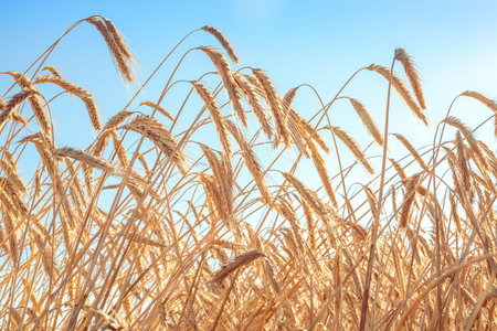 wheat field, ripe ears of wheat at sunset, harvest season, ears of corn close up, farming and...