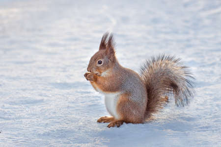 squirrel sits in the snow, wild squirrel gnaws a nut in winter in the park, animals in natural habitatの写真素材