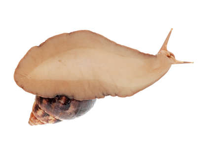 giant snail Achatina crawling on transparent glass, bottom view of the snail. Modern beauty and alternative medicine conceptの写真素材