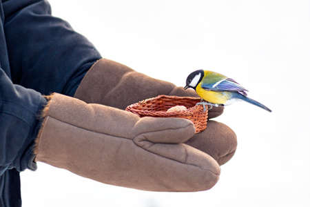 titmouses eat seeds from human hands, care for wild birds in winter, feed birds in cold weatherの写真素材
