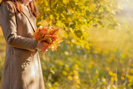 fallen maple leaves in the hands of the girl. autumn mood, beautiful autumn weather, leaf fall seasonの写真素材