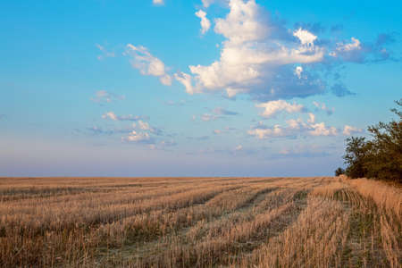 wheat field after harvest, mowed field, empty field with straw after harvest, seasonal farm workの写真素材